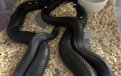 Rắn mamba đen Loài rắn nhanh và nguy hiểm bậc nhất thế giới