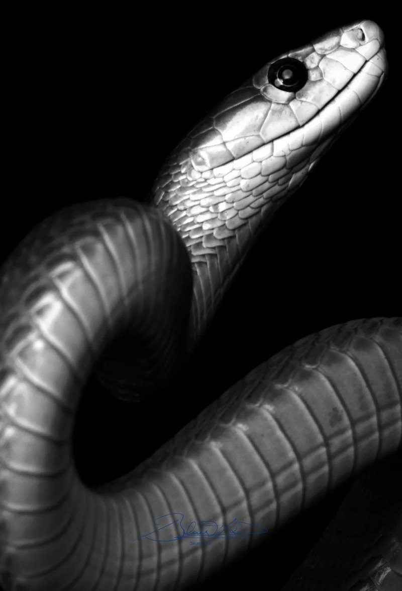 Rắn mamba đen với phần đầu đặc trưng