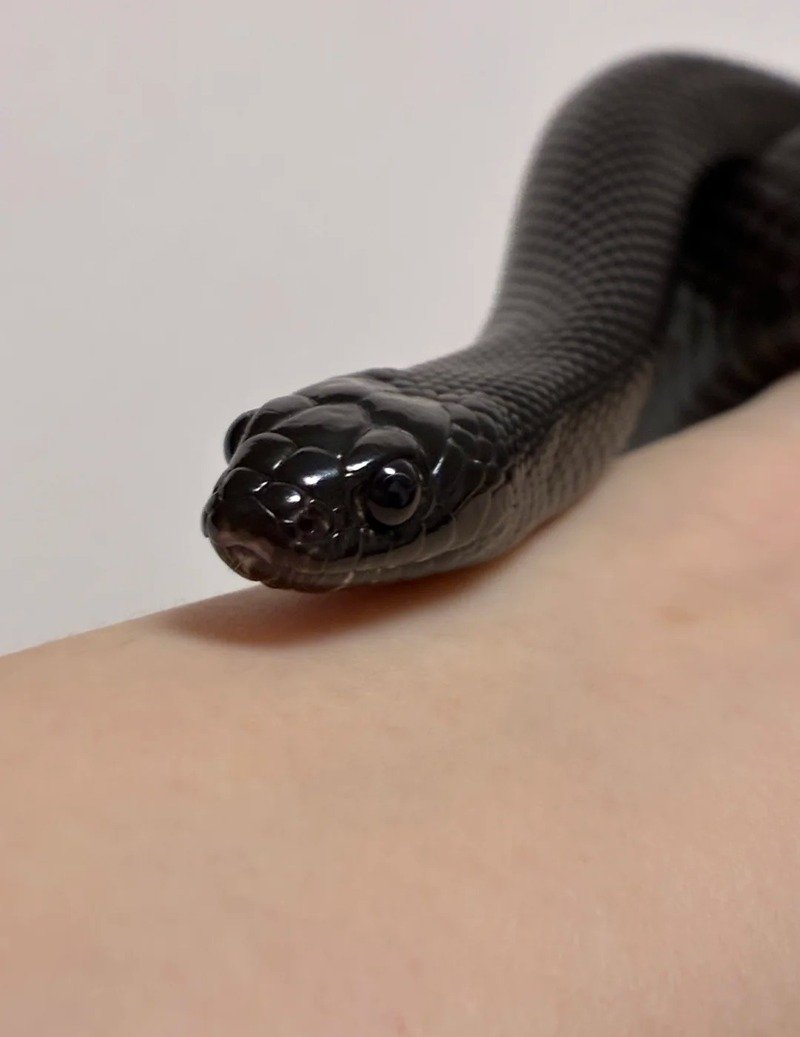 Ảnh rắn mamba đen đẹp và rõ nét