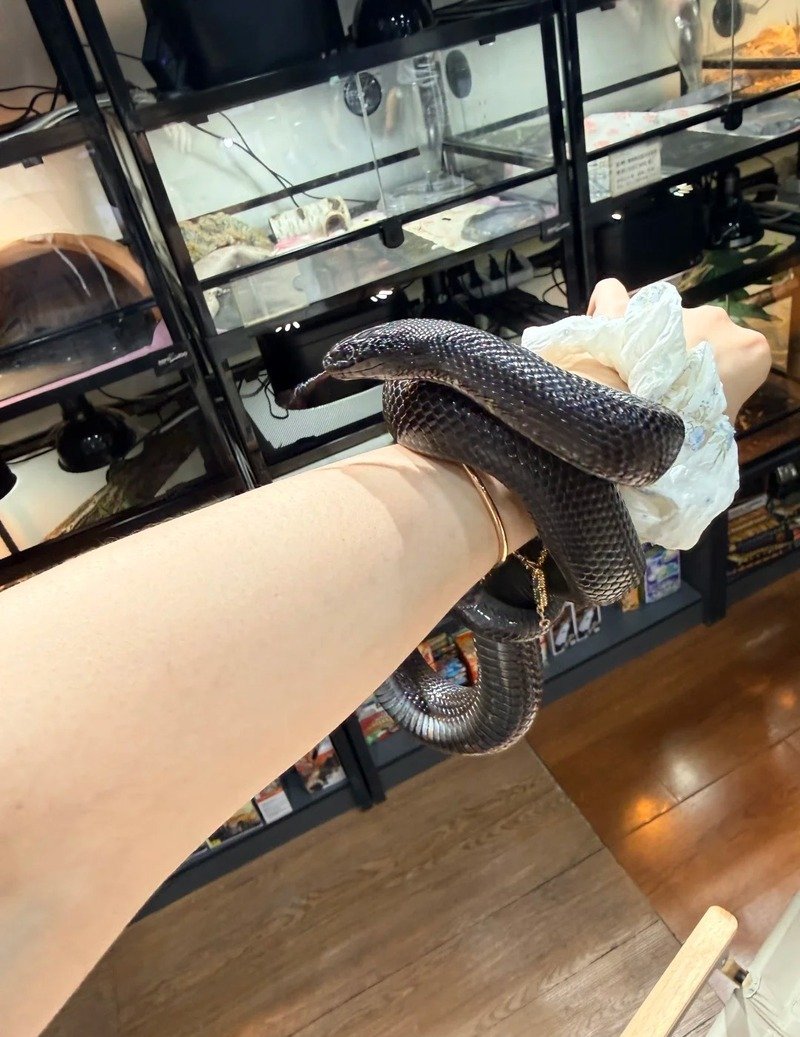 Rắn mamba đen đang ẩn nấp trong môi trường sống