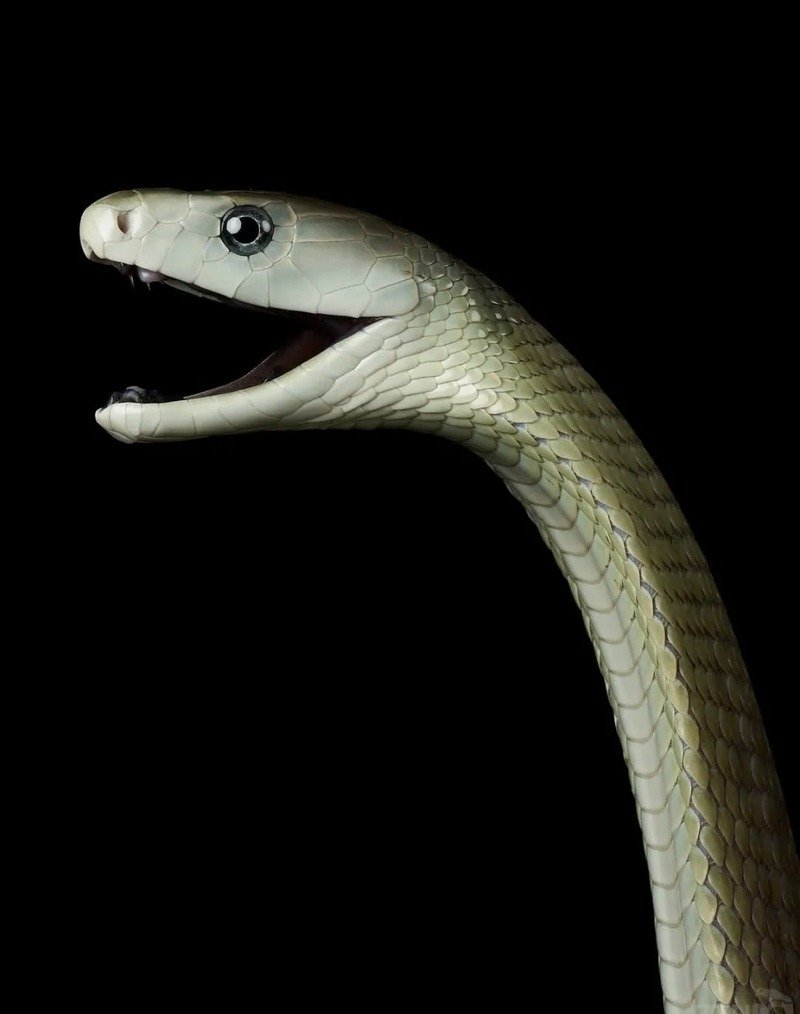 Rắn mamba đen với thân hình dài và mạnh mẽ
