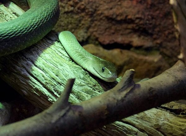 rắn mamba đen 3