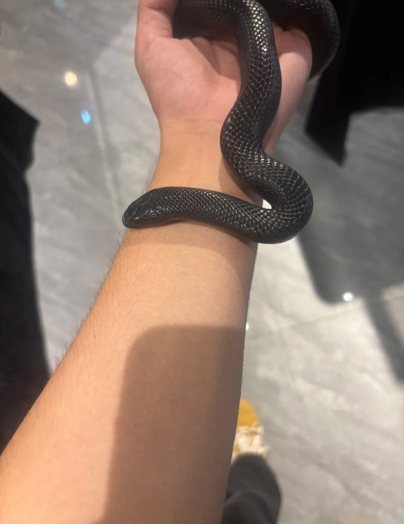 Ảnh rắn mamba đen trên nền thiên nhiên