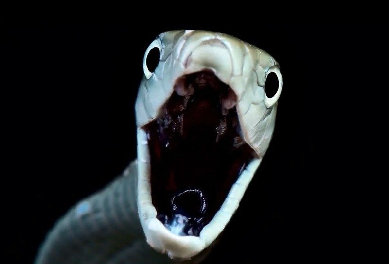 Rắn mamba đen với tư thế phòng thủ