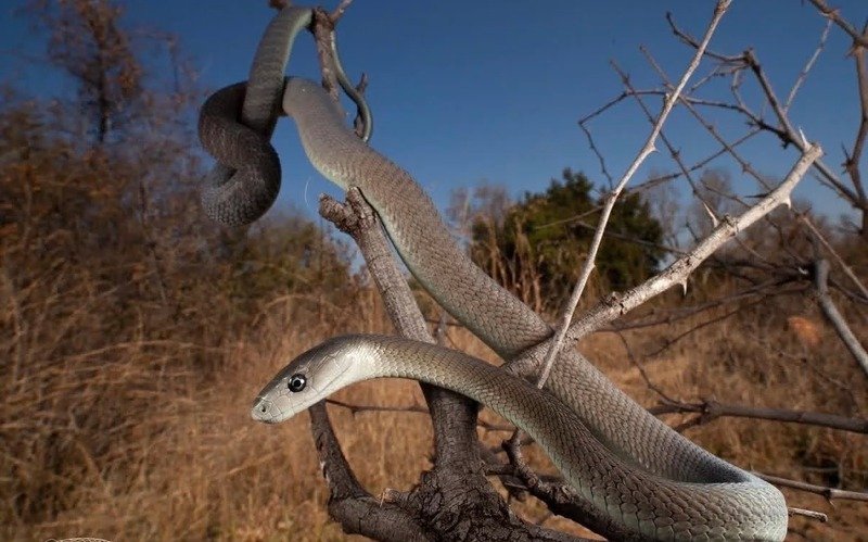 Hình ảnh rắn mamba đen chất lượng cao sắc nét