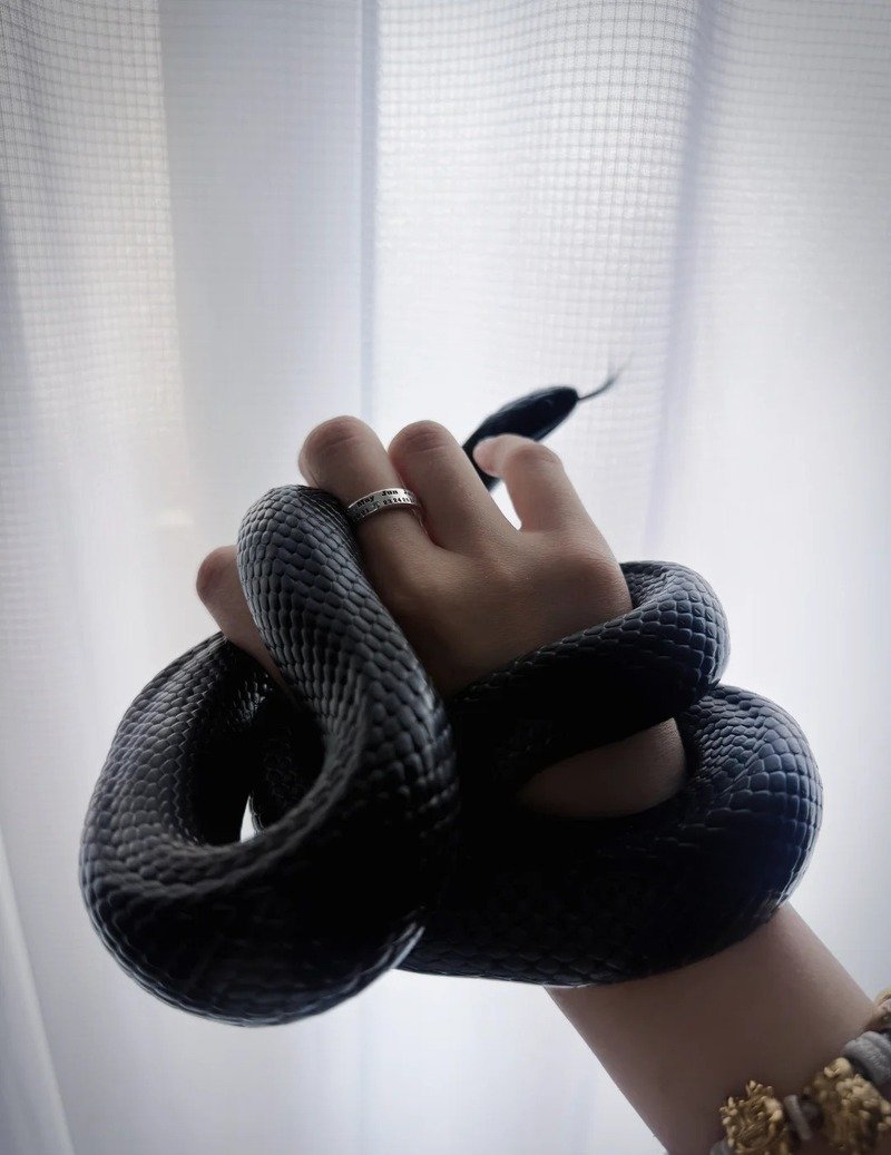 Rắn mamba đen với màu sắc đặc trưng