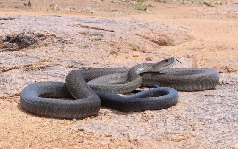 Hình ảnh rắn mamba đen chân thực ngoài đời