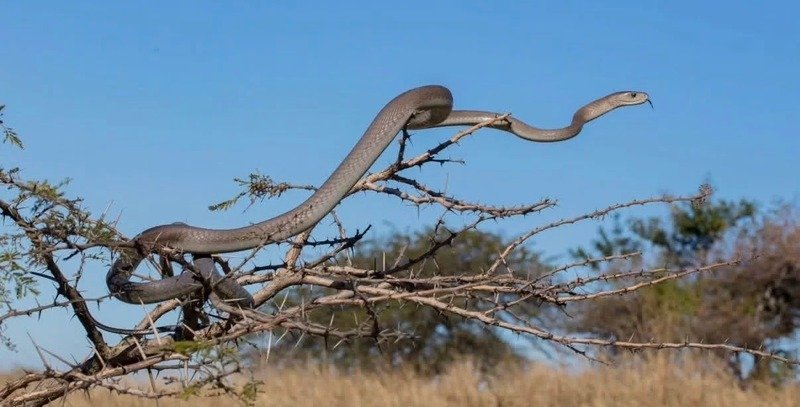 Ảnh rắn mamba đen đang bò trên mặt đất