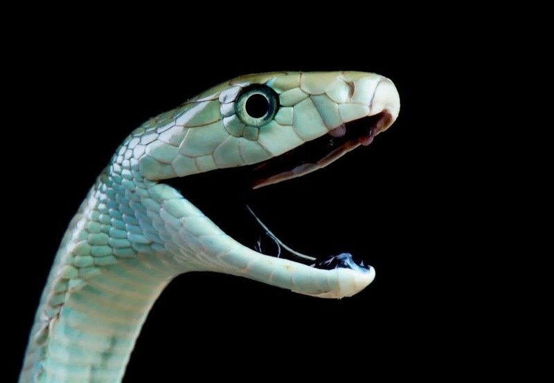 Cận cảnh đầu rắn mamba đen với chi tiết rõ nét