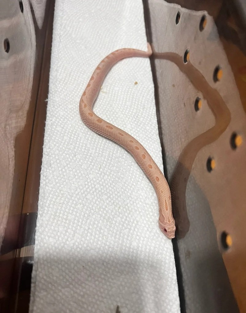 rắn mũi hếch 10