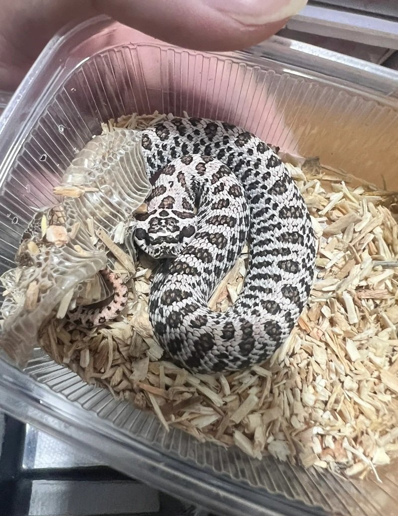 rắn mũi hếch 11