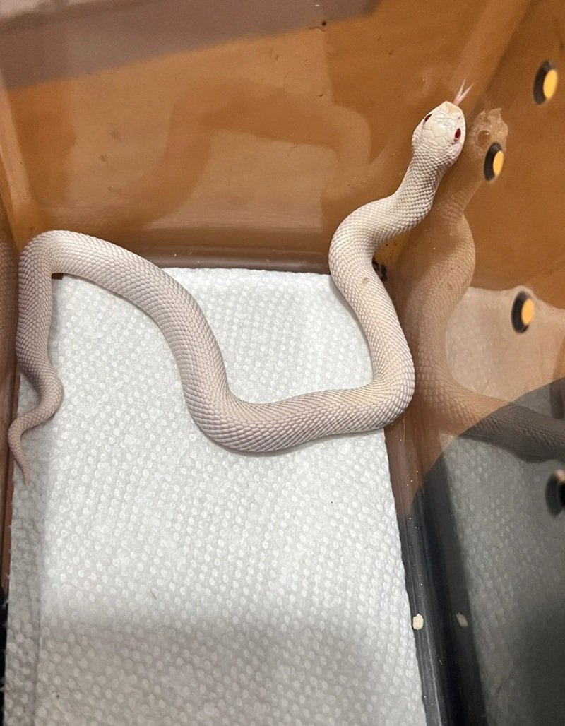 rắn mũi hếch 12