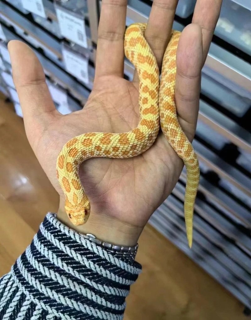 rắn mũi hếch 14