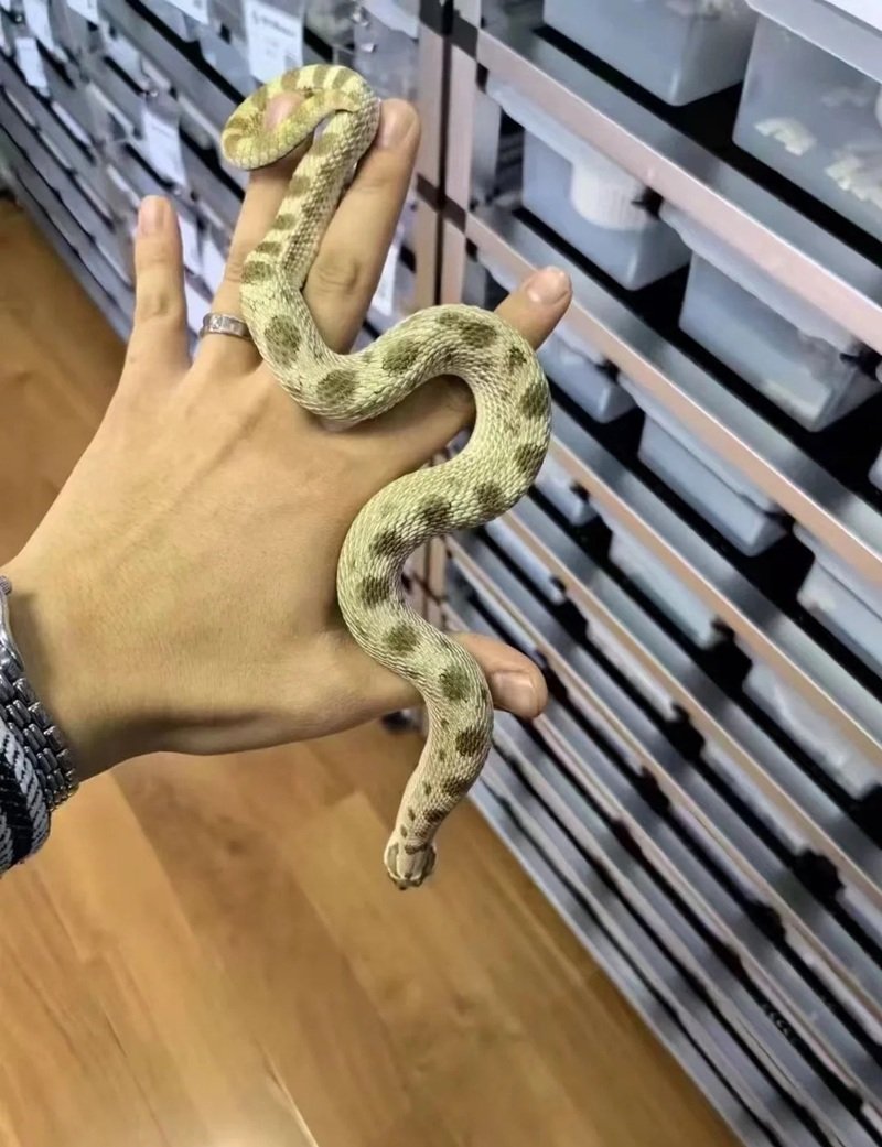 rắn mũi hếch 15