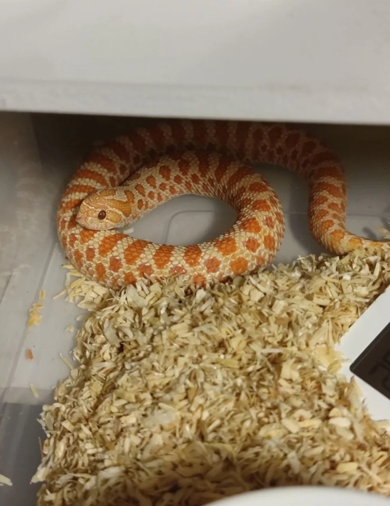 rắn mũi hếch 16