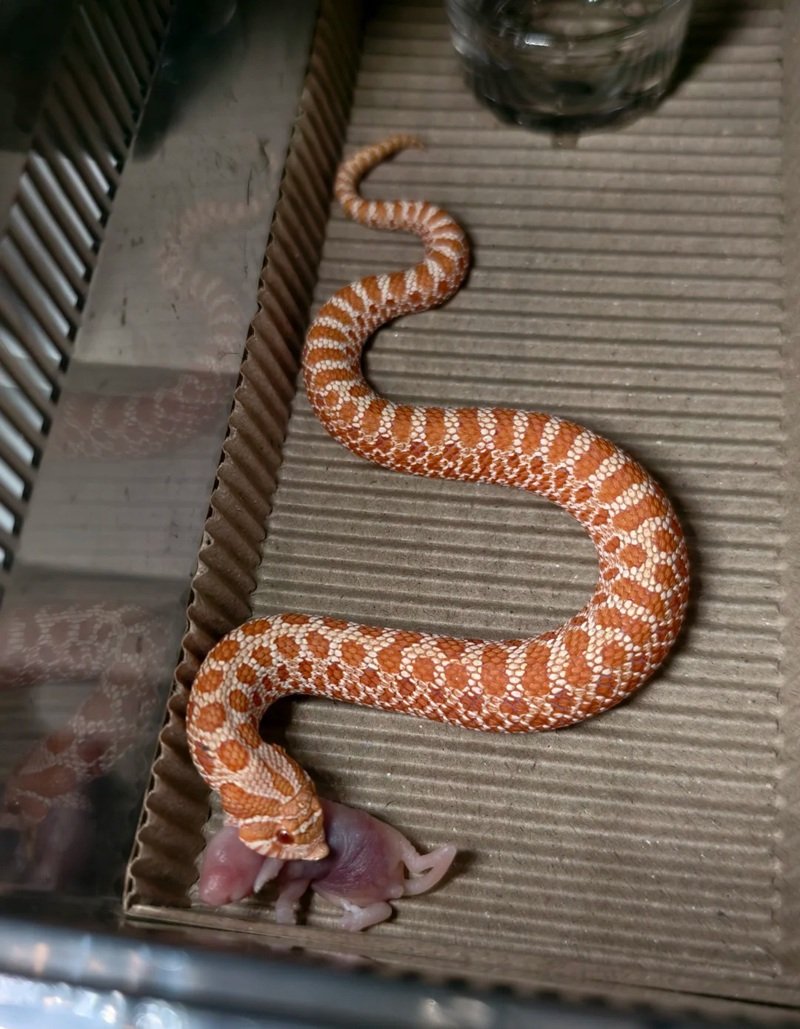 rắn mũi hếch 17