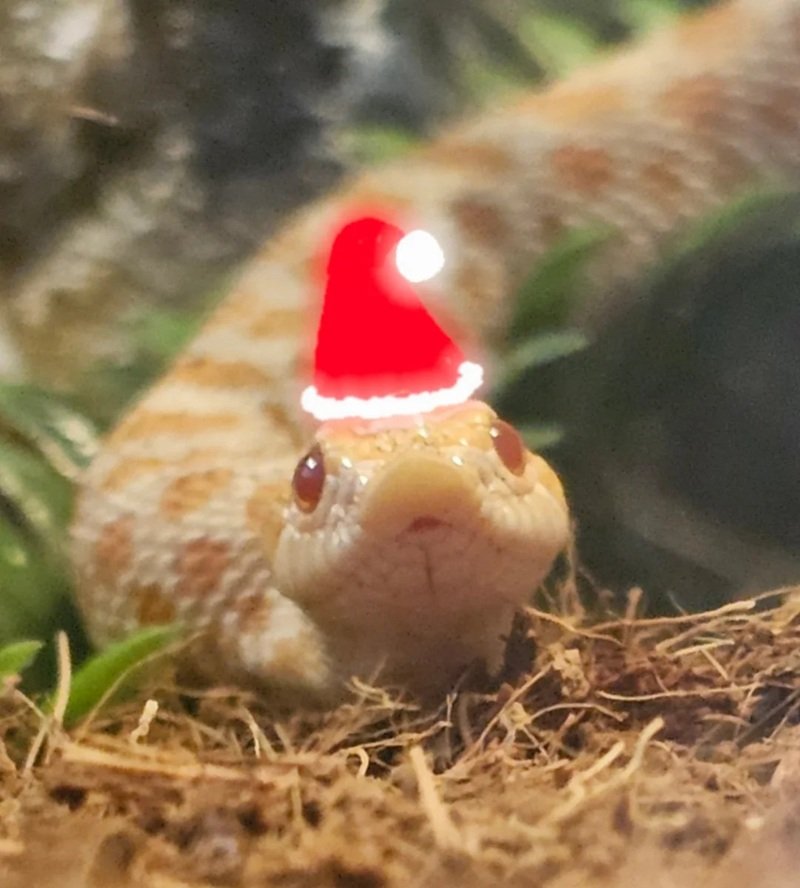 rắn mũi hếch 18