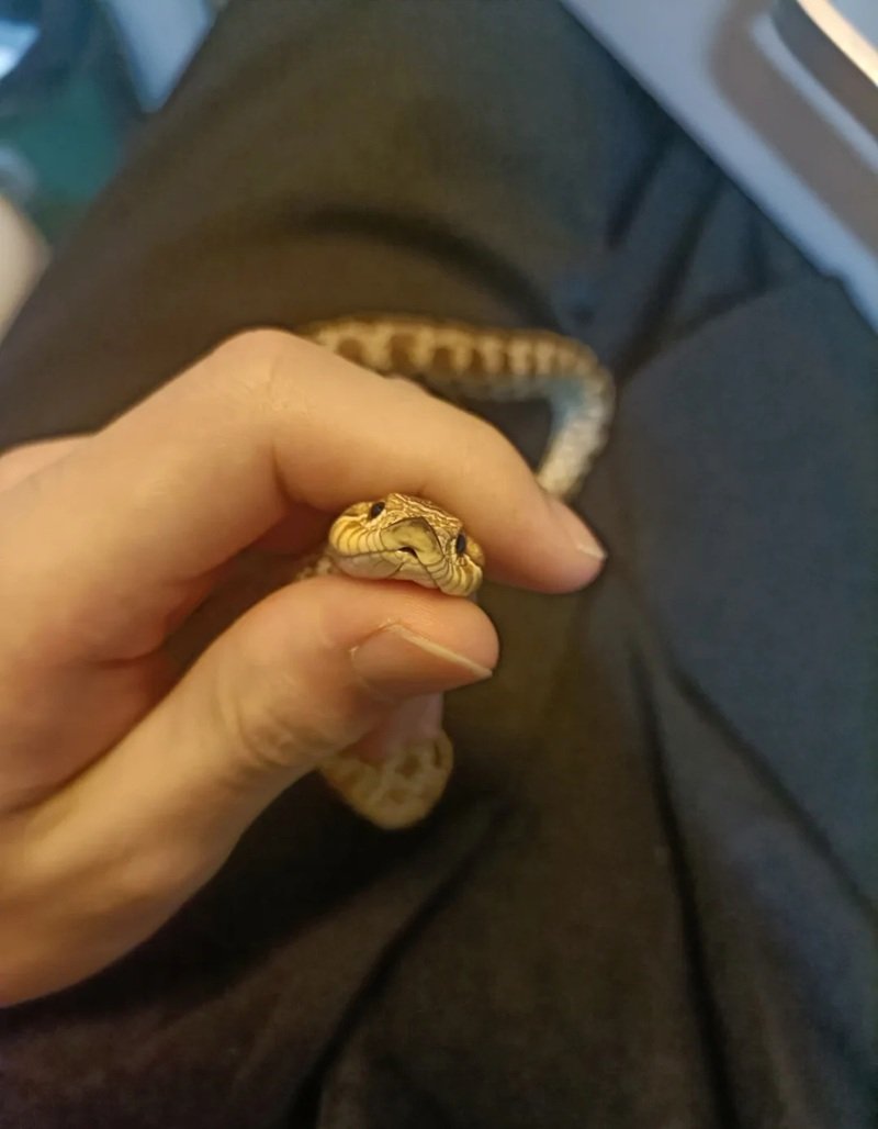 rắn mũi hếch 19