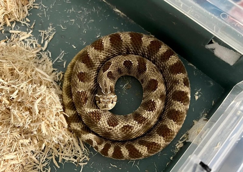 rắn mũi hếch 20