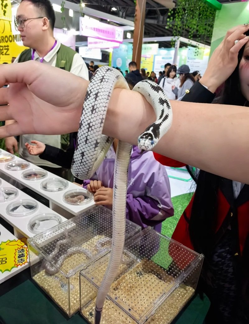 rắn mũi hếch 21