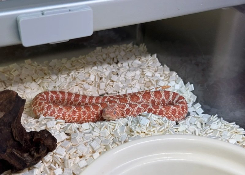 rắn mũi hếch 22