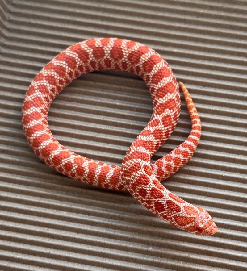 rắn mũi hếch 23