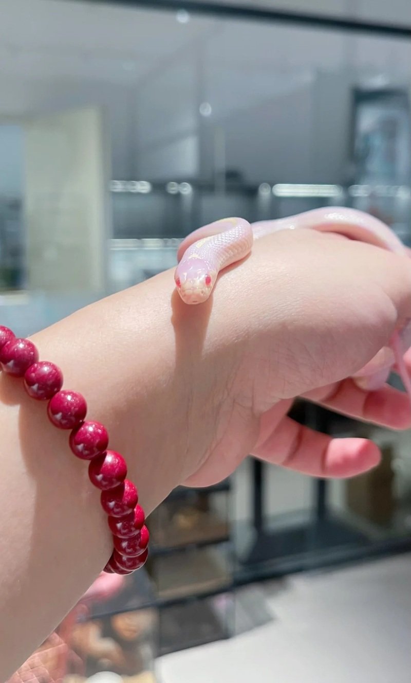 rắn mũi hếch 24