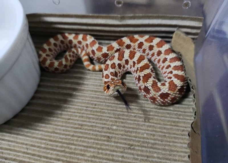 rắn mũi hếch 25