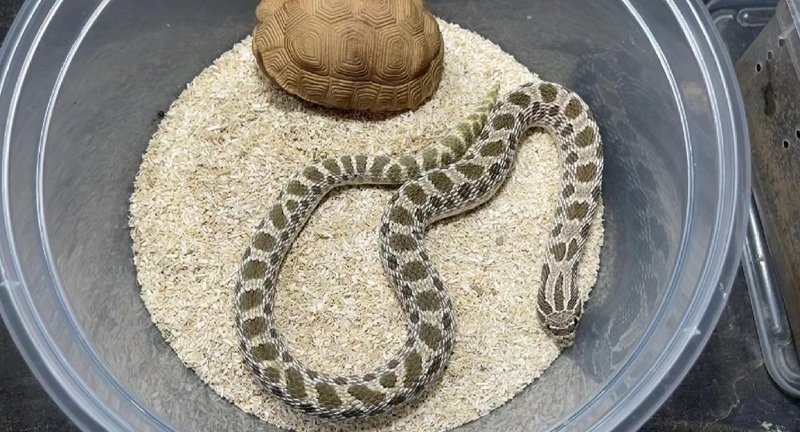 rắn mũi hếch 26