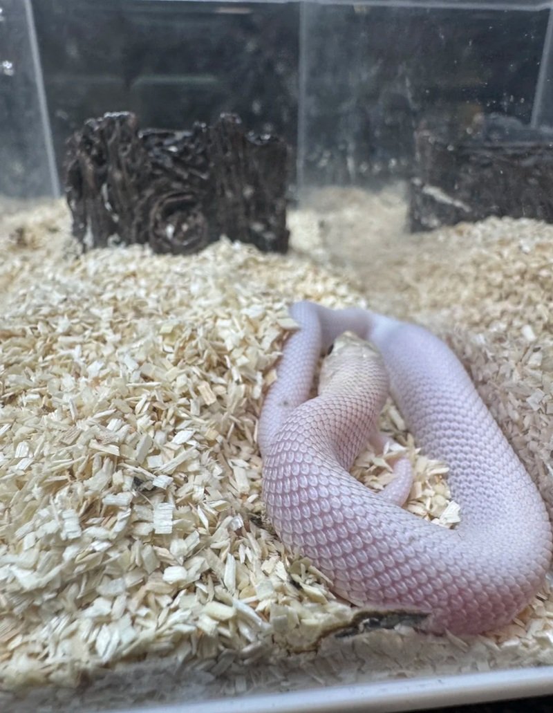 rắn mũi hếch 27