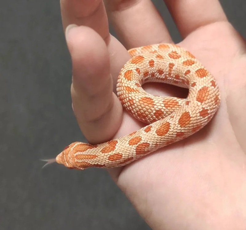 rắn mũi hếch 28