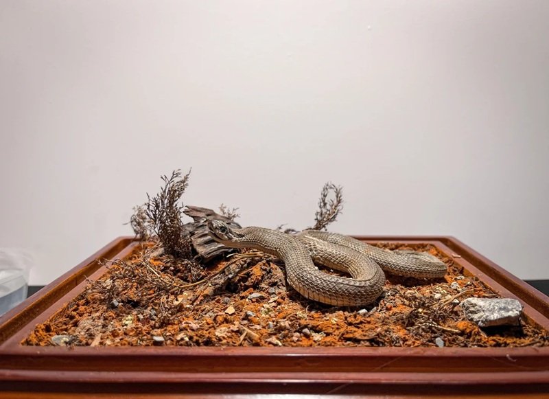 rắn mũi hếch 29