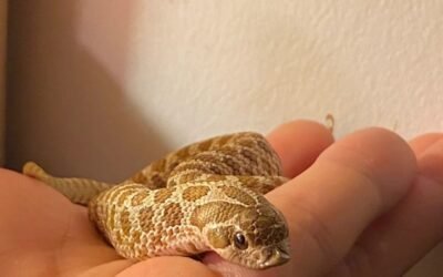 Rắn mũi hếch là loài rắn gì? Sự thật thú vị ít người biết