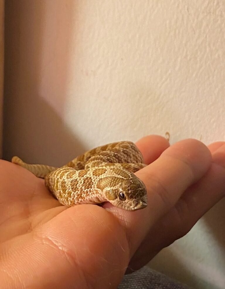 Rắn mũi hếch là loài rắn gì? Sự thật thú vị ít người biết