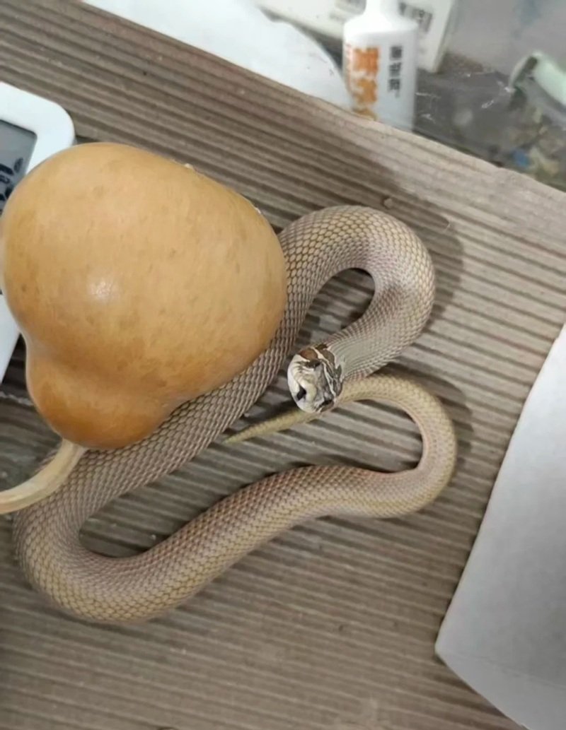 rắn mũi hếch 32