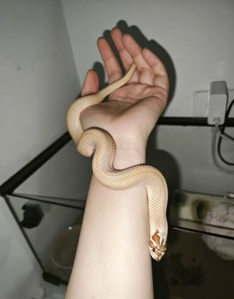 rắn mũi hếch 33