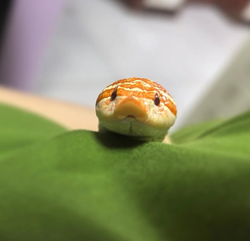 rắn mũi hếch 35