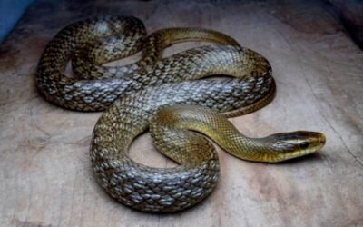 Rắn ráo xuất hiện nhiều ở Việt Nam: Có nguy hiểm không?