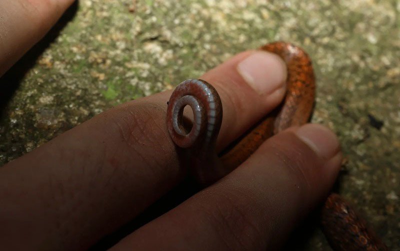 Cận cảnh lớp vảy của rắn ri cá