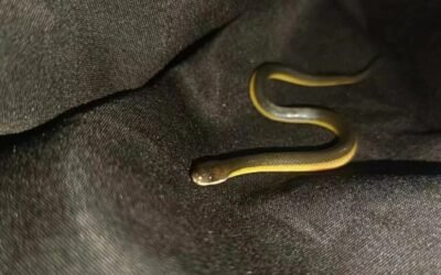 Rắn ri cá là loài rắn gì? Có độc không và nuôi được không?