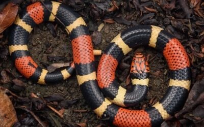 Rắn san hô là loài rắn gì? Nhận biết đúng để tránh nguy hiểm