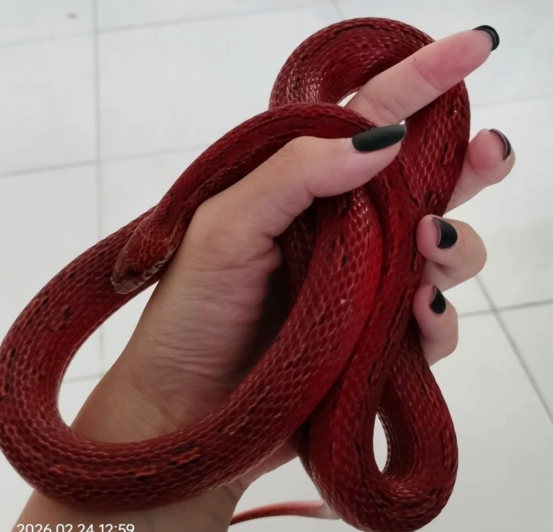 Ảnh rắn san hô đang bò trong môi trường tự nhiên