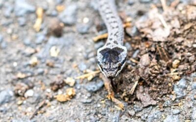 Rắn trun là loài rắn gì? Có nguy hiểm và nuôi được không?