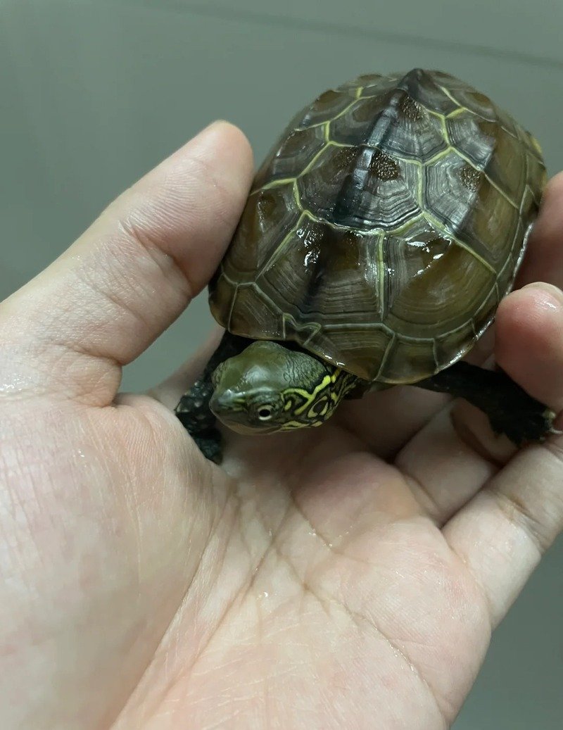 Rùa núi vàng Việt Nam với vẻ ngoài đặc biệt