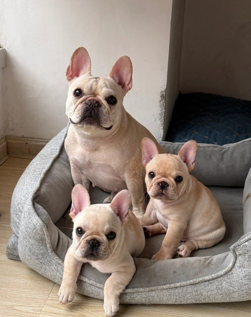 Hình nền 3 Con Chó cute cho điện thoại