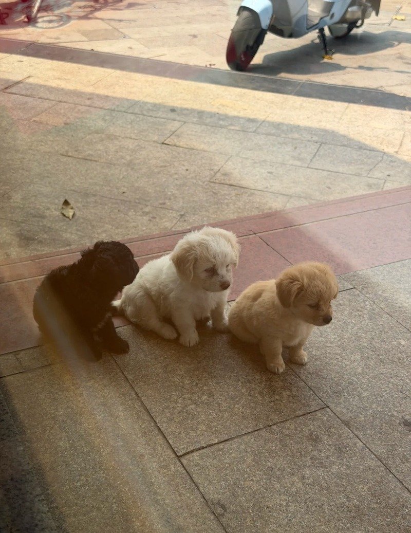 Ba chú chó nhỏ tạo dáng cực kỳ đáng yêu