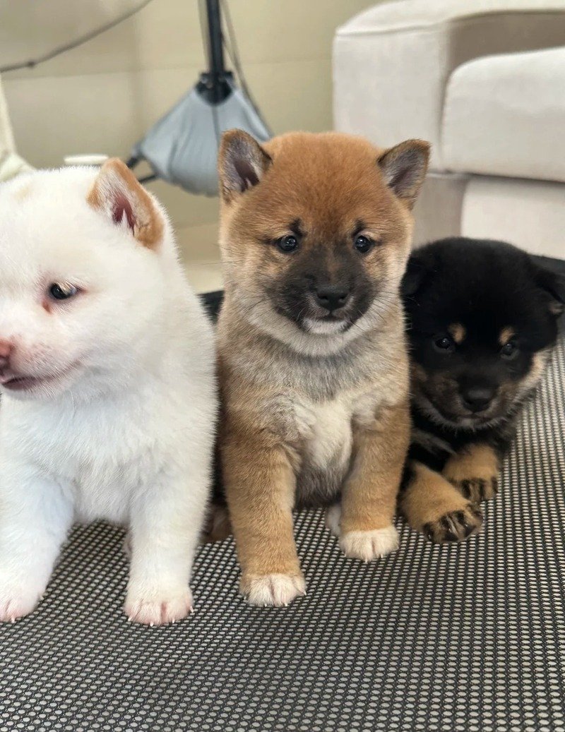 Hình ảnh đàn chó 3 con vui vẻ bên nhau