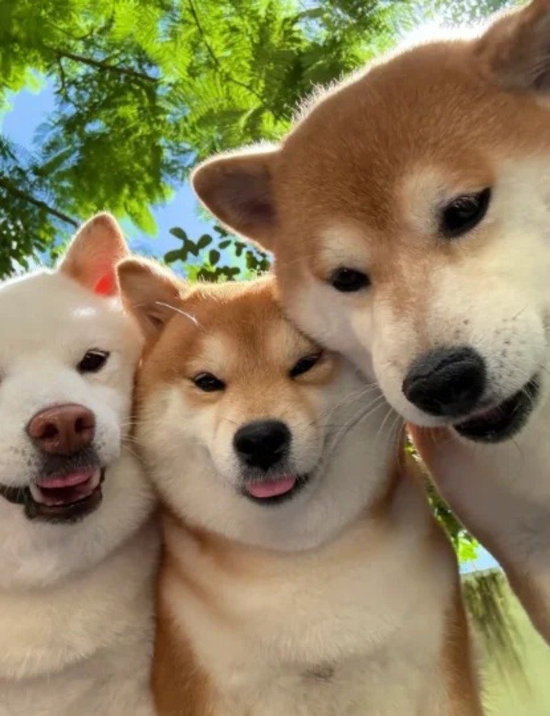 Ba chú chó dễ thương trong khoảnh khắc vui nhộn
