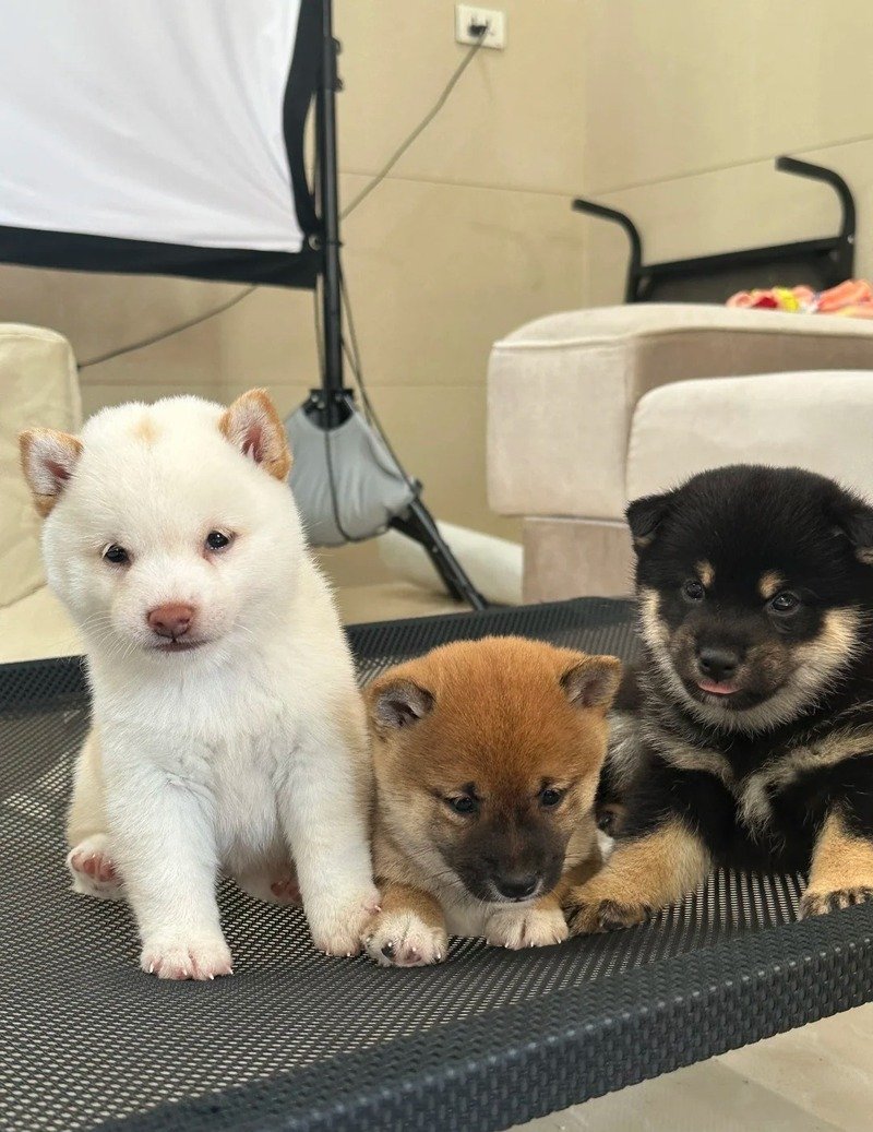 Ảnh 3 Con Chó cute bên nhau cực kỳ vui nhộn