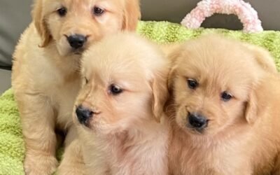 121+ Ảnh 3 Con Chó Dễ Thương Khiến Ai Cũng Muốn Lưu Ngay